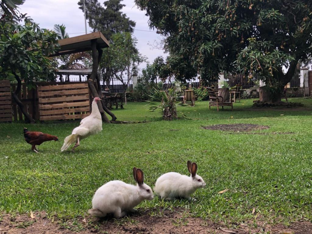 Kivu Beach Garden Gisenyi Eksteriør billede